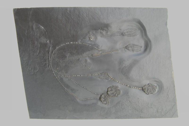 Taxocrinus stuertzi, Bundenbach