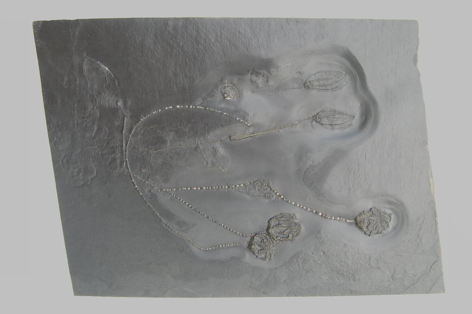 Hapalocrinus frechi, Bundenbach