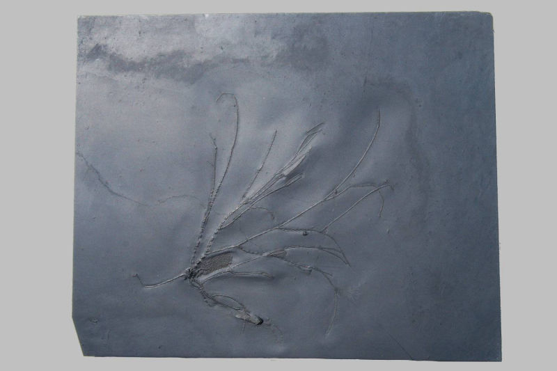 Follicrinus grebei, Bundenbach