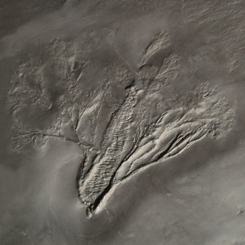 Gastrocrinus giganteus, Bundenbach