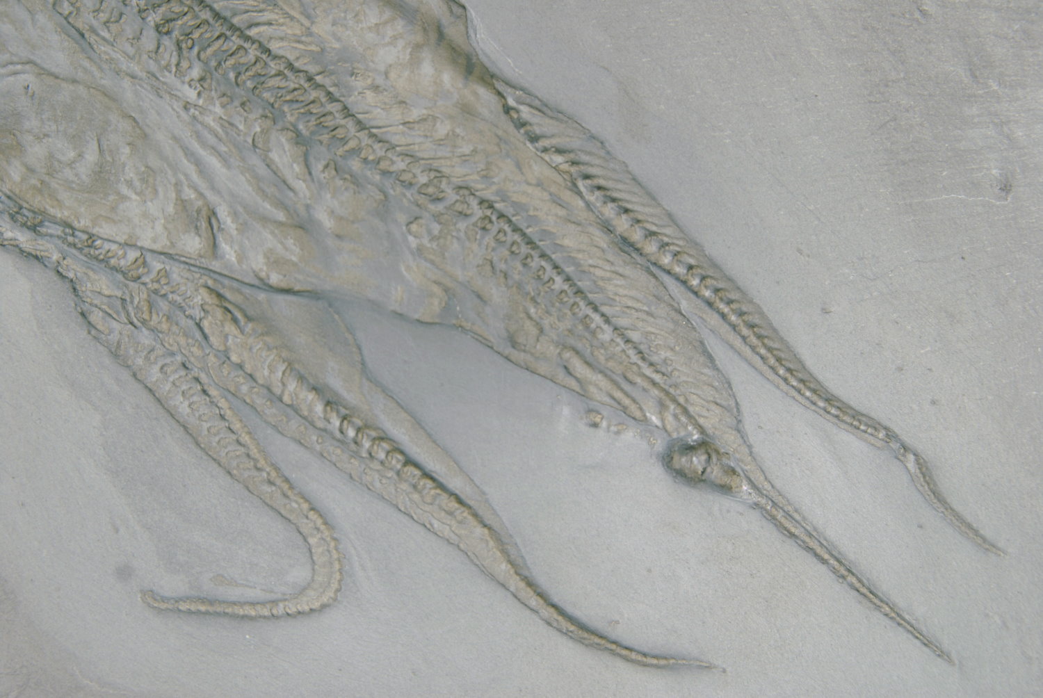 Loriolaster_mirabilis_Bundenbach_Detail