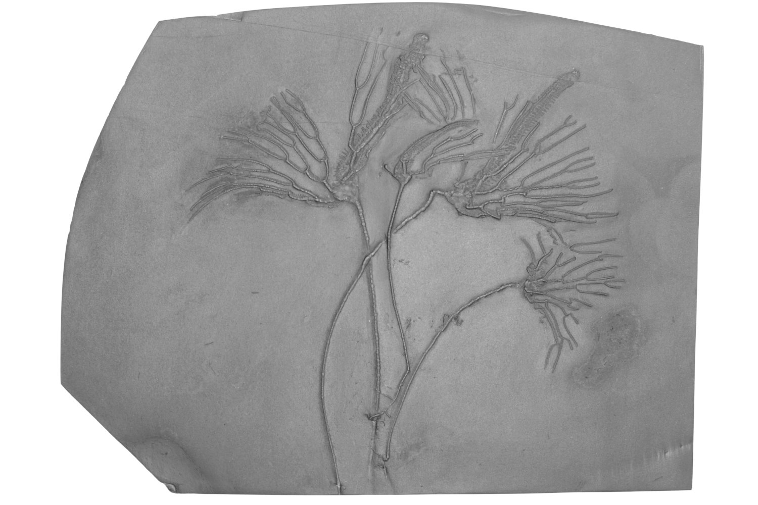 Parisangulocrinus zaeformis; Bundenbach