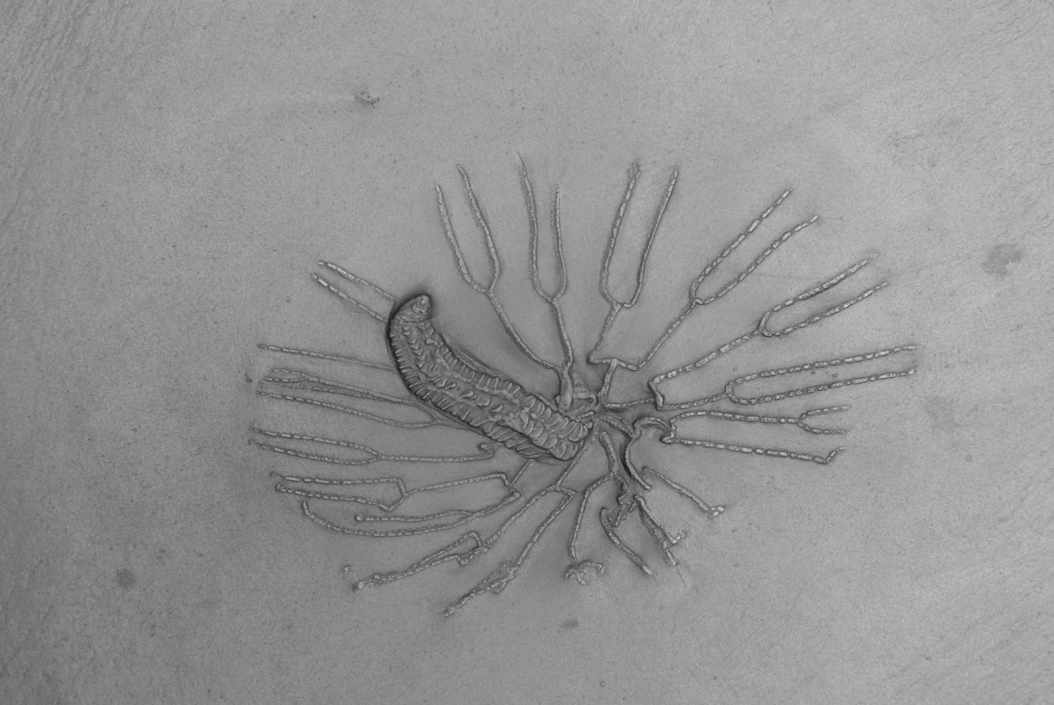 09_04_Parisangulocrinus zaeformis; 16.5x14 cm; Bundenbach_Detail