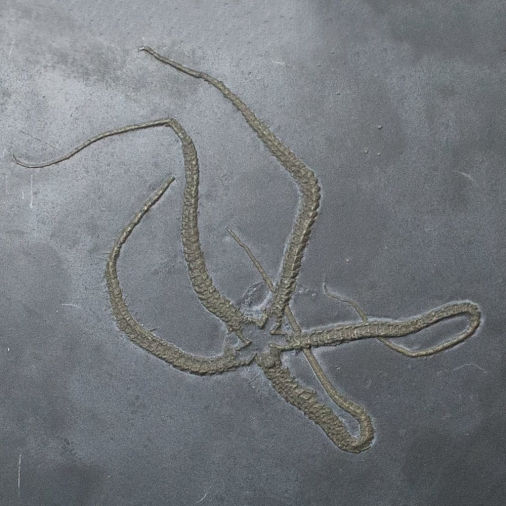 Furcaster palaeozoicus, Bundenbach