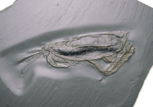 Nahecaris stuertzi, Bundenbach