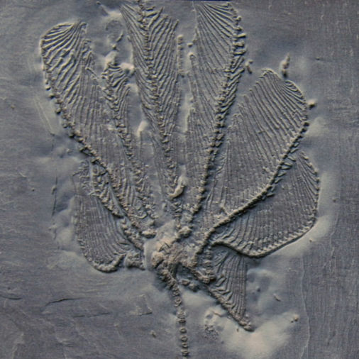 Hapalocrinus frechi, Bundenbach