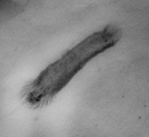 Palaeocucumaria hunsrueckiana x-ray Palaeocucumaria_hunsrueckiana_x-ray