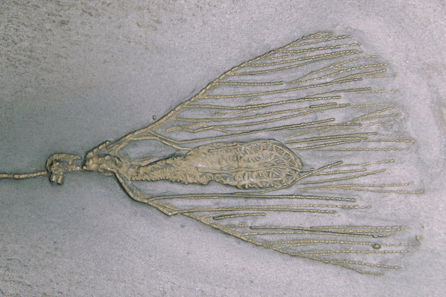 11_01_Rhadinocrinus dactylus; 16x13 cm; Bundenbach_Detail