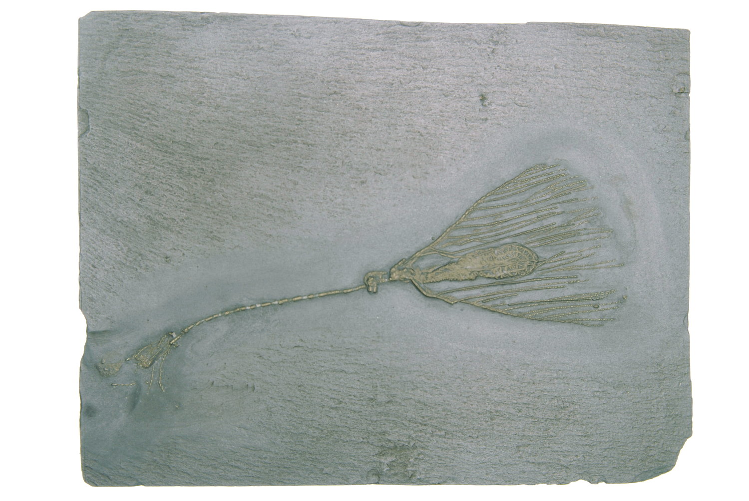 Rhadinocrinus dactylus; Bundenbach