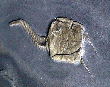 Rhenocystis_Bundenbach Rhenocystis_Bundenbach