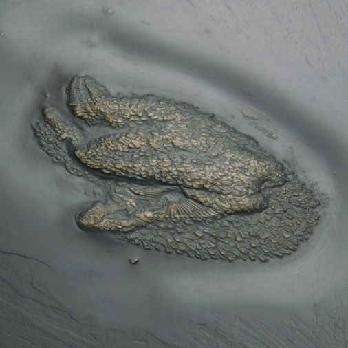 Jaekelaster petaliformis, Bundenbach