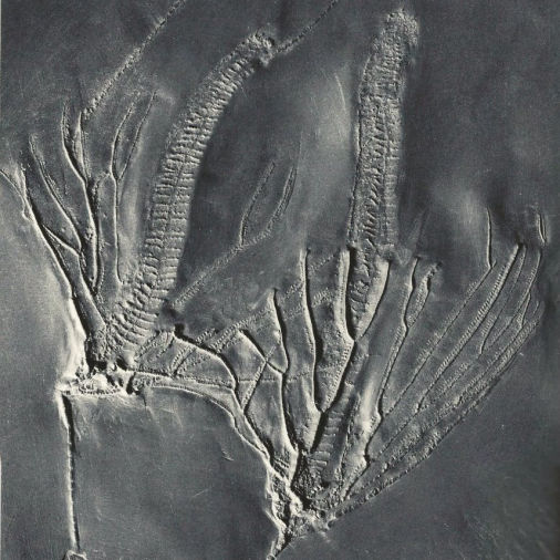 Parisangulocrinus schmidti, Bundenbach