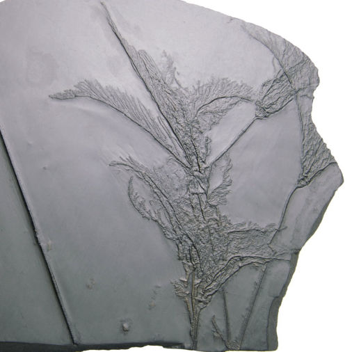 Rhenocrinus ramosissimus, Bundenbach