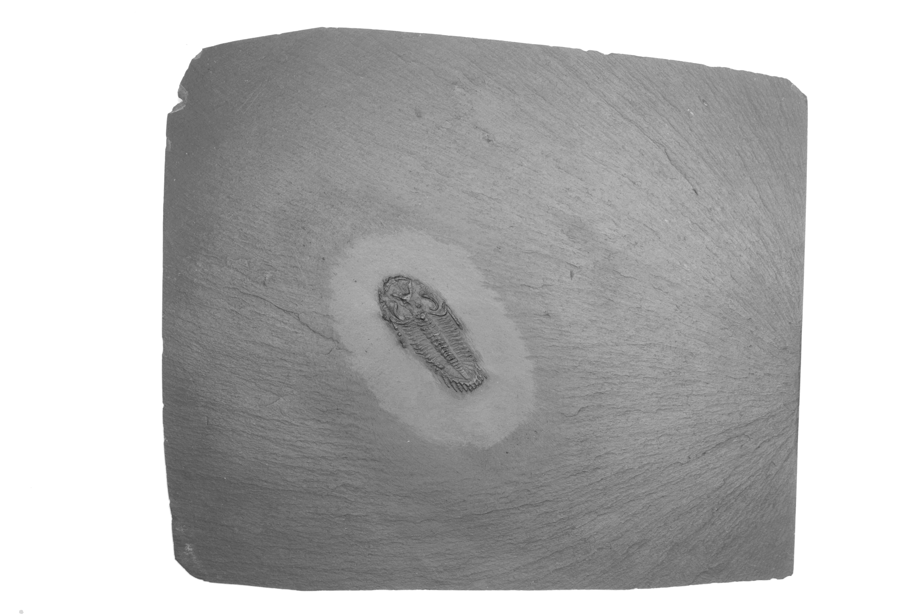 Rhenops_anserinus_Bundenbach