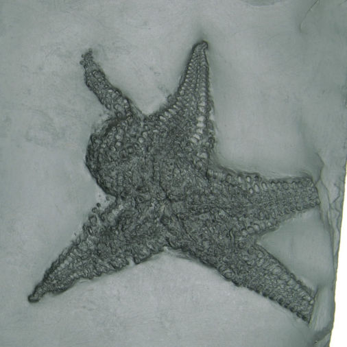 Palaeostella solida, Bundenbach