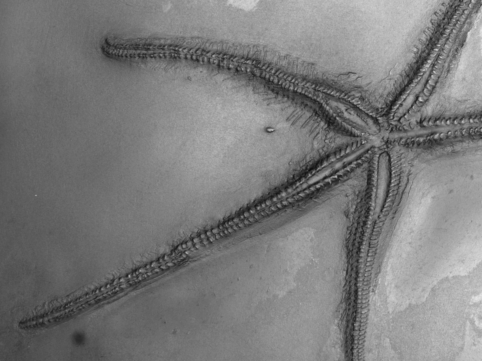 Urasterella_asperula_Bundenbach_Detail