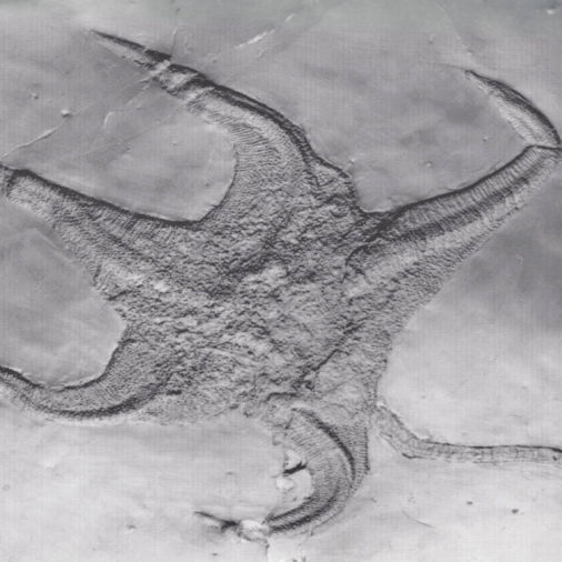 Palasteriscus devonicus, Bundenbach