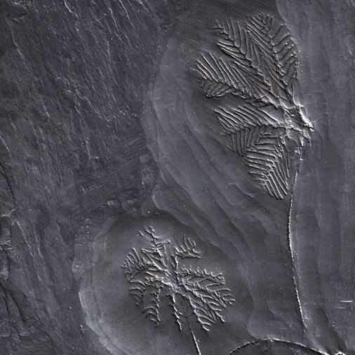 Thallocrinus sp., Bundenbach