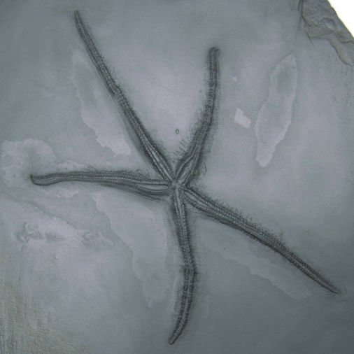 Urasterella asperula, Bundenbach