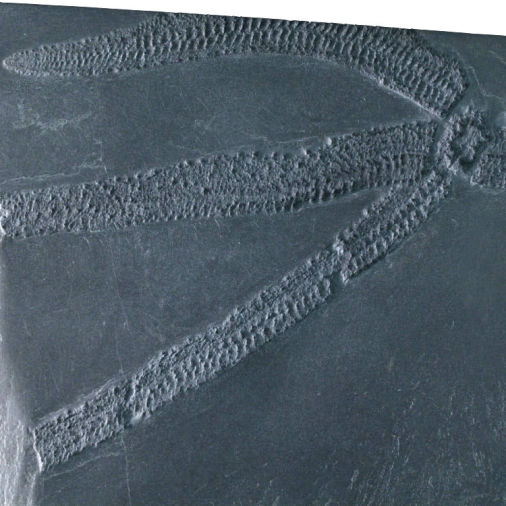 Urasterella verruculosa, Bundenbach