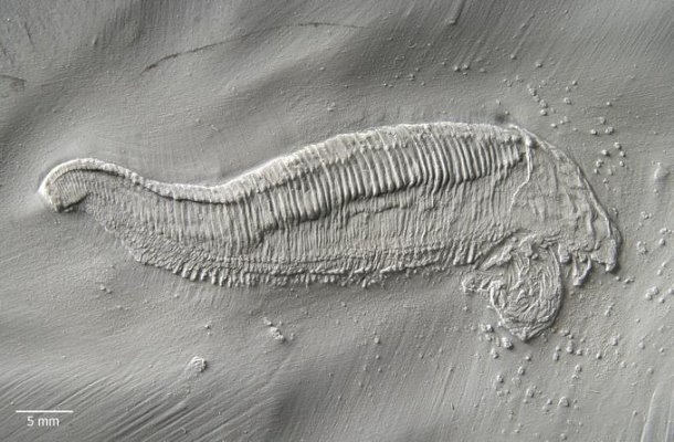 Bundenbach_Captopodus_poschmanni_Univer-GKP487PRS.1