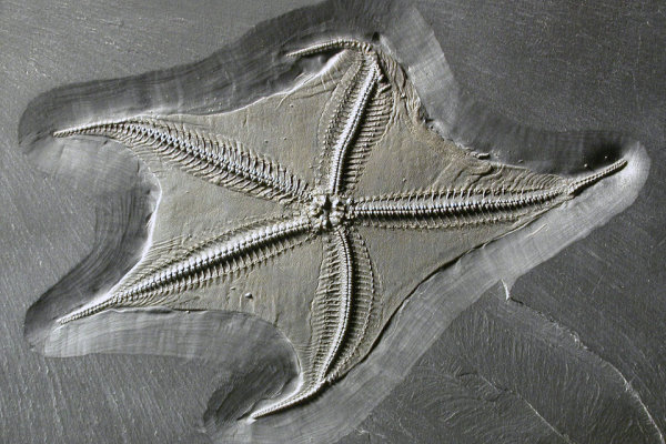 Bundenbach_Fossilien_Asterozoa