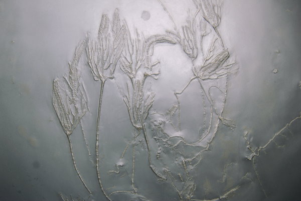 Bundenbach_Fossilien_Crinoidea