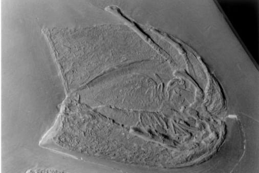 Bundenbach-Fossilien_Museum_NHM Mainz_03_Vachonisia rogeri