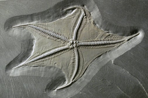 Bundenbach-Fossilien_Museum_NHM Mainz_05_Loriolaster mirabilis