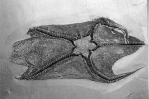 Bundenbach-Fossilien_Museum_NHM Mainz_06_Cheiropteraster giganteus