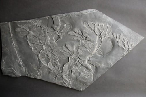 Bundenbach-Fossilien_Museum_NHM Mainz_08_Hapalocrinus frechi