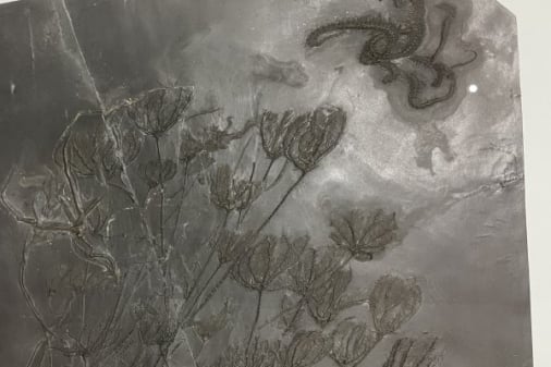 Bundenbach-Fossilien_Museum_SMNK_01_Seelienkolonie