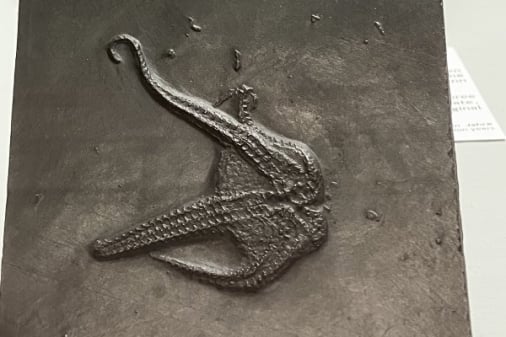 Bundenbach-Fossilien_Museum_SMNK_03_Bundenbachia beneckei