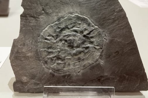 Bundenbach-Fossilien_Museum_SMNK_04_Plectodiscus discoideus