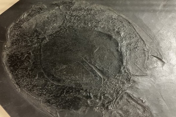 Bundenbach-Fossilien_Museum_SMNK_06_Drepanaspis gemuendensis