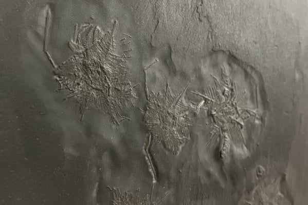 Bundenbach-Fossilien_Museum_SMNK_07_Mimetaster hexagonalis