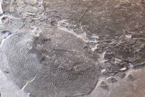 Bundenbach-Fossilien_NHM Wien_01_Drepanaspis