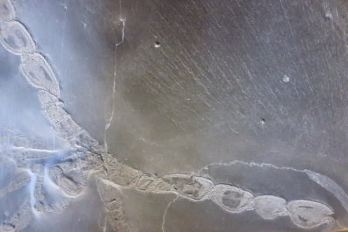 Bundenbach-Fossilien_NHM Wien_04_Palaeoisopus problematicus