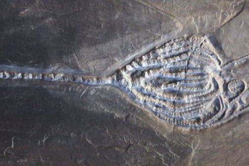 Bundenbach-Fossilien_NHM Wien_07_Taxocrinus nicoletti