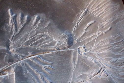 Bundenbach-Fossilien_NHM Wien_08_Parisangulocrinus zaeformis