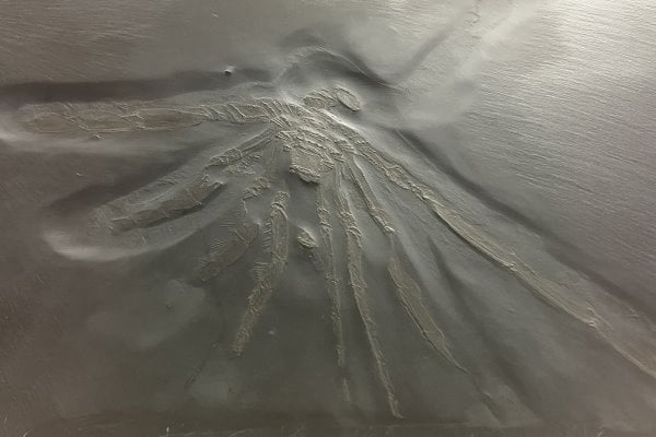 Bundenbach-Fossilienmuseum_Exponat_02_Palaeoisopus problematicus