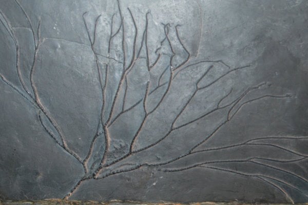 Bundenbach-Fossilienmuseum_Exponat_06_Follicrinus grebei