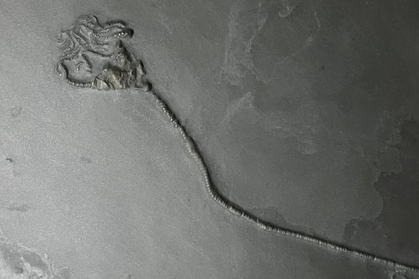 Bundenbach-Fossilienmuseum_Exponat_07_Codiacrinus schultzei