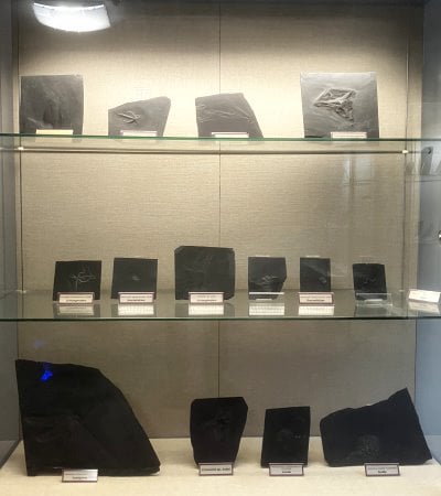 Bundenbach-Fossilienmuseum_Vitrine 3