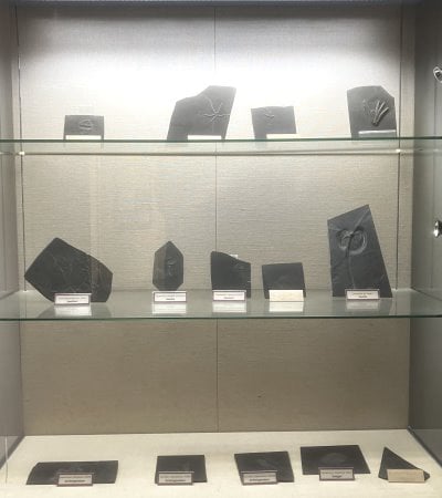 Bundenbach-Fossilienmuseum_Vitrine 6