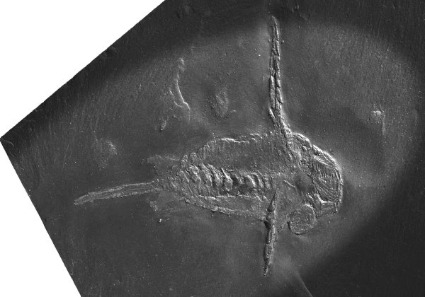 Bundenbach_Schinderhannes_bartelsi_MNHM_NHM PWL 1994-52 LS