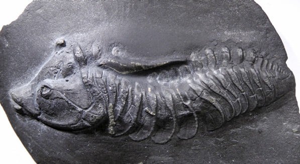 Bundenbach_Präparation_Devoneseuretus beichti