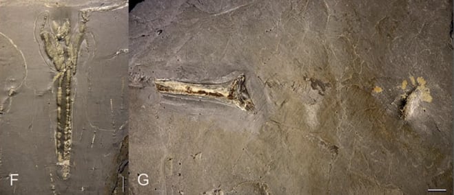 Bundenbach_Präparation