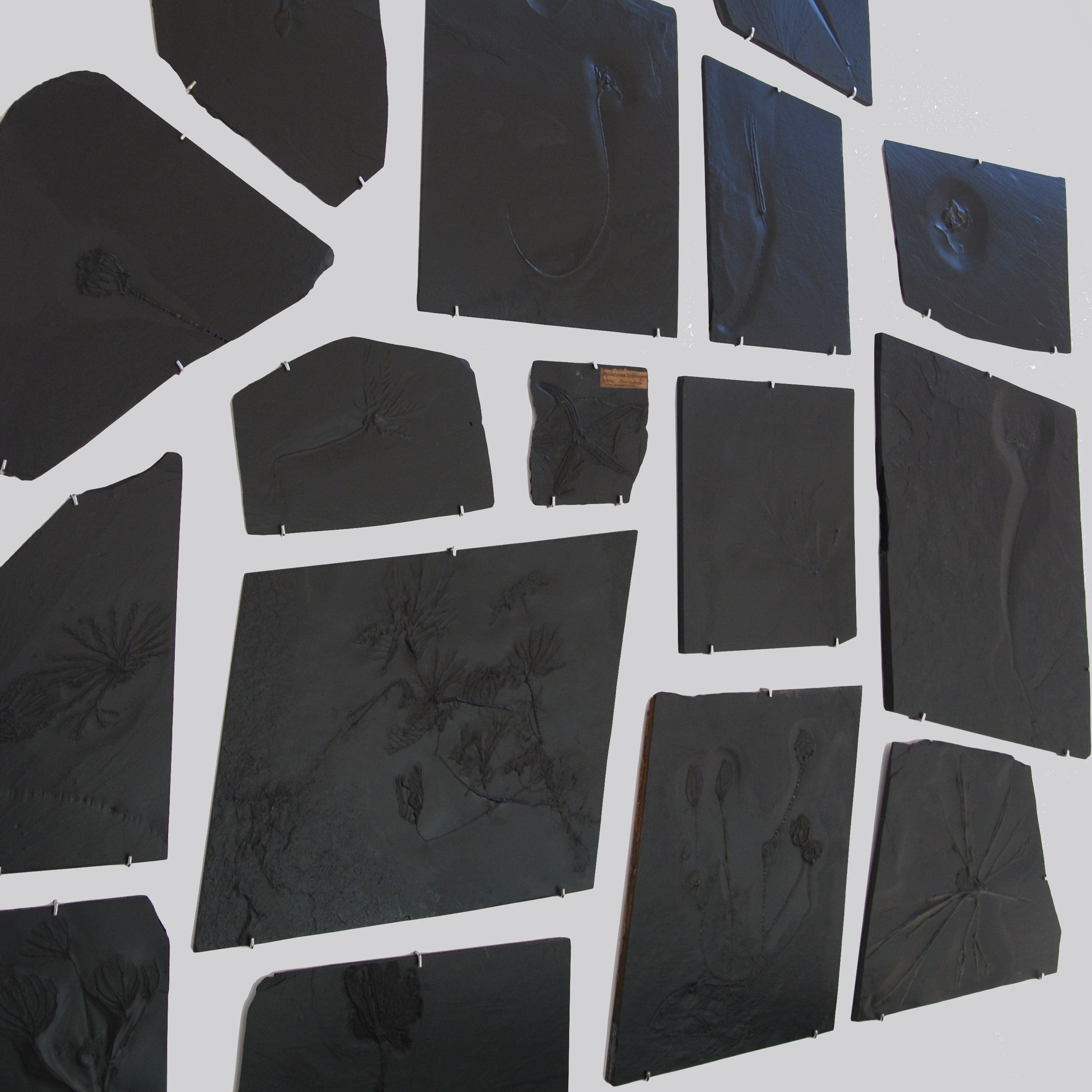 Bundenbach_Fossilien_Ankauf