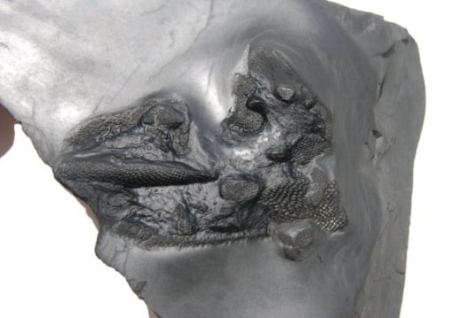 Bundenbach_Fossilien_Handel